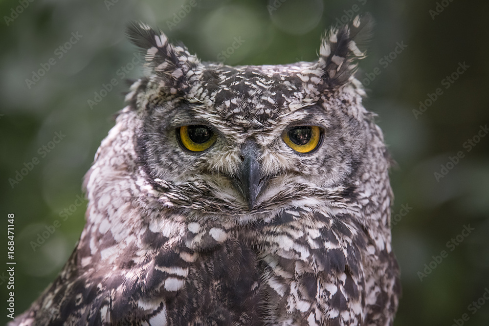Close up head portrait photograph of an African spotted owl Bubo africanus staring directly forward at the camera Close up head portrait photograph of an African spotted owl Bubo africanus staring directly forward at the camera