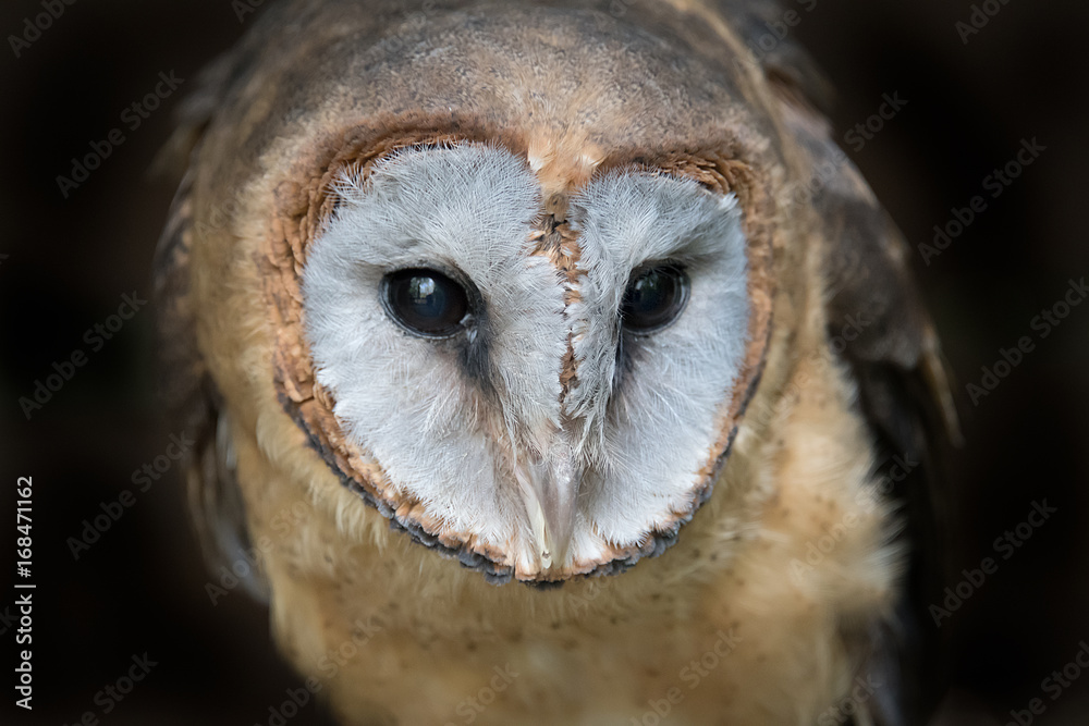 Obraz premium Close up head portrait photograph of a ashy faced barn owl Tyto glaucops looking slightly down to the right