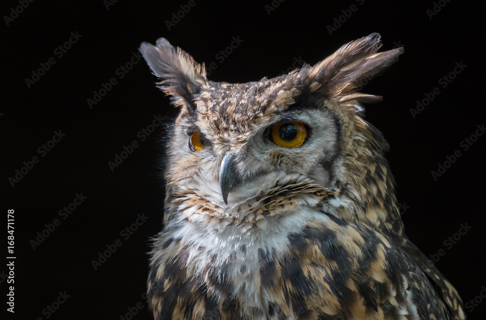 Close up head portrait of a mackinders eagle owl Bubo capensis mackinderi staring slightly to the left with a dark background Close up head portrait of a mackinders eagle owl Bubo capensis mackinderi staring slightly to the left with a dark background