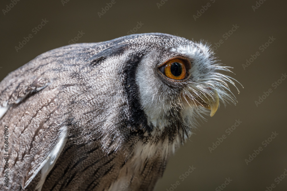 Obraz premium Close up profile photograph of an Indian scope owl Otus bakkamoena leaning and staring to the right