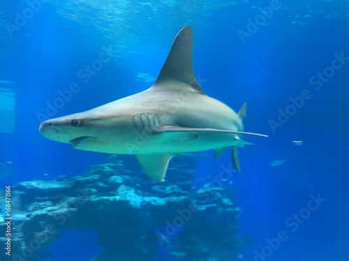 a shark in the red sea © lazaro12