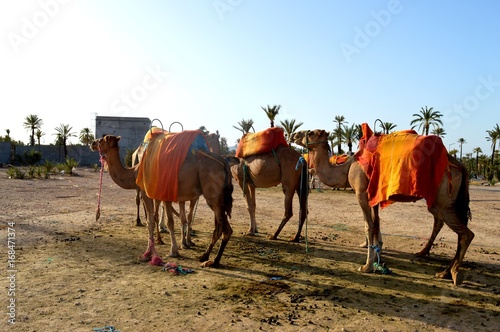Fototapeta Naklejka Na Ścianę i Meble -  Camels. Caravan. A caravan of camels is going to be sent on the road.