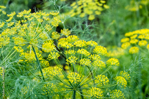 The fennel blossoming. Fennel inflorescence top view. Close up. Macro. Vegetable background horizontally. Anethum. Anethum graveolens. Fructus Anethi graveolens. photo