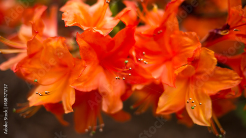 Rhododendrons Orange