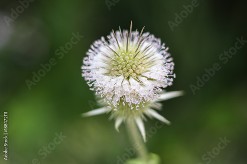 Wild plant close up