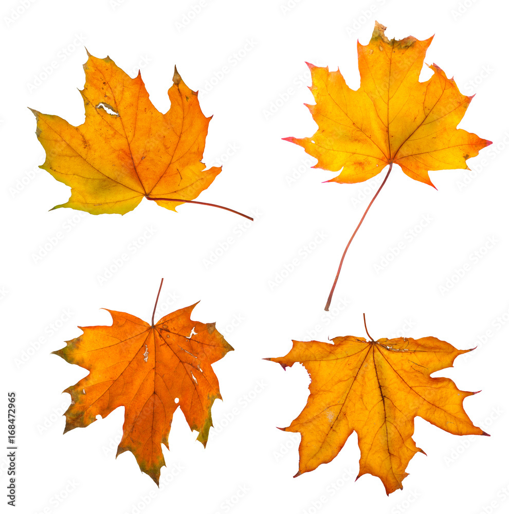 Set the autumn maple branch with leaves isolated Set the autumn maple branch with leaves isolated