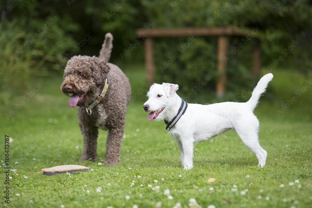 Parson russell terrier puppy standing next to a lagotto romagnolo outdoors. Parson russell terrier puppy standing next to a lagotto romagnolo outdoors.
