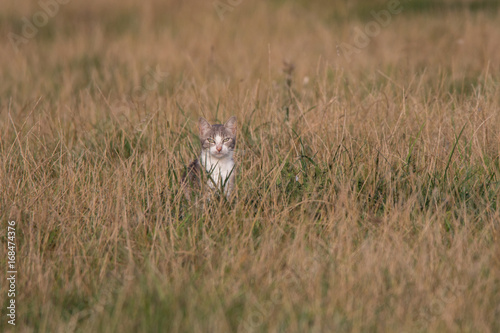 Chat en chasse
