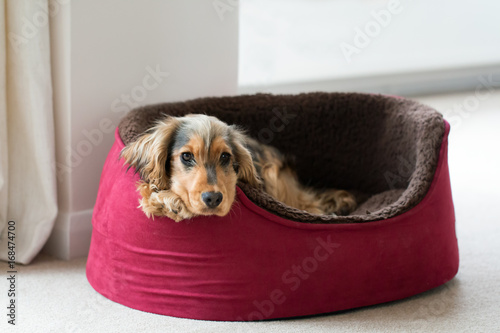 English Cocker Spaniel in Dog Bed