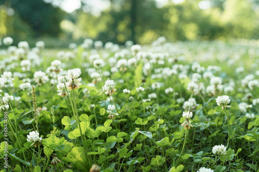 meadow full of clover flowers