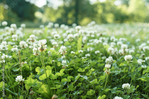 meadow full of clover flowers