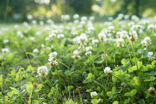 meadow full of clover flowers