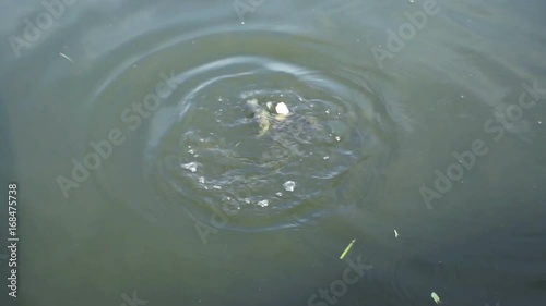 Many fish eat in the pond. photo