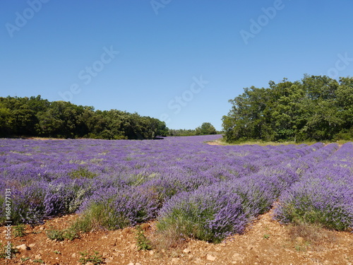 Lavender field laid between forest and bush, slightly darkened 