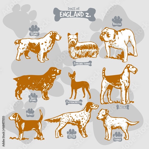 Dogs breeds of the world vector draw and shilouette on isolated illustration by countries with names, England 2 photo