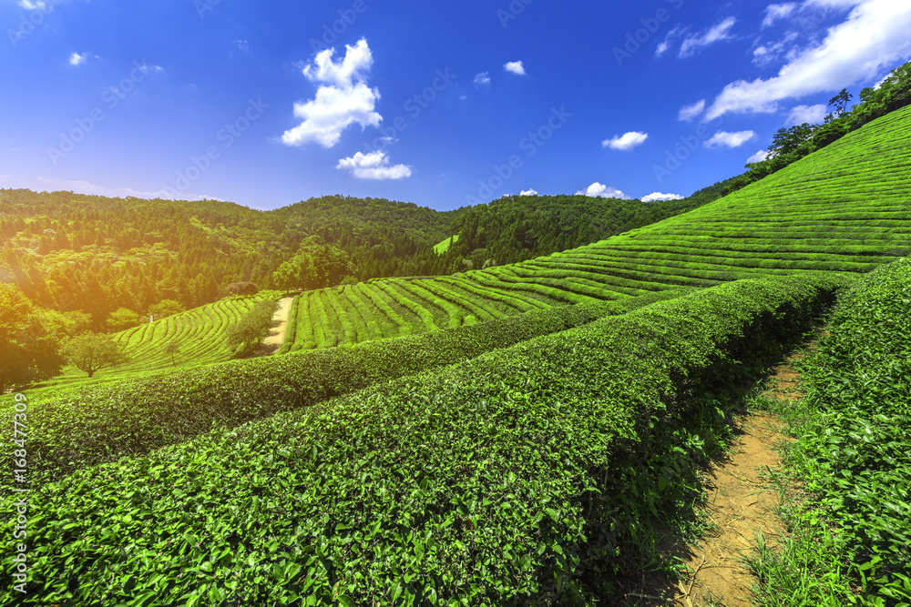 Daehandawon Green tea plantation in Boseong,South Korea.