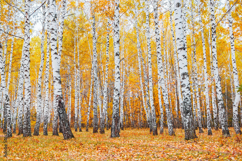 Obraz premium autumn birch forest