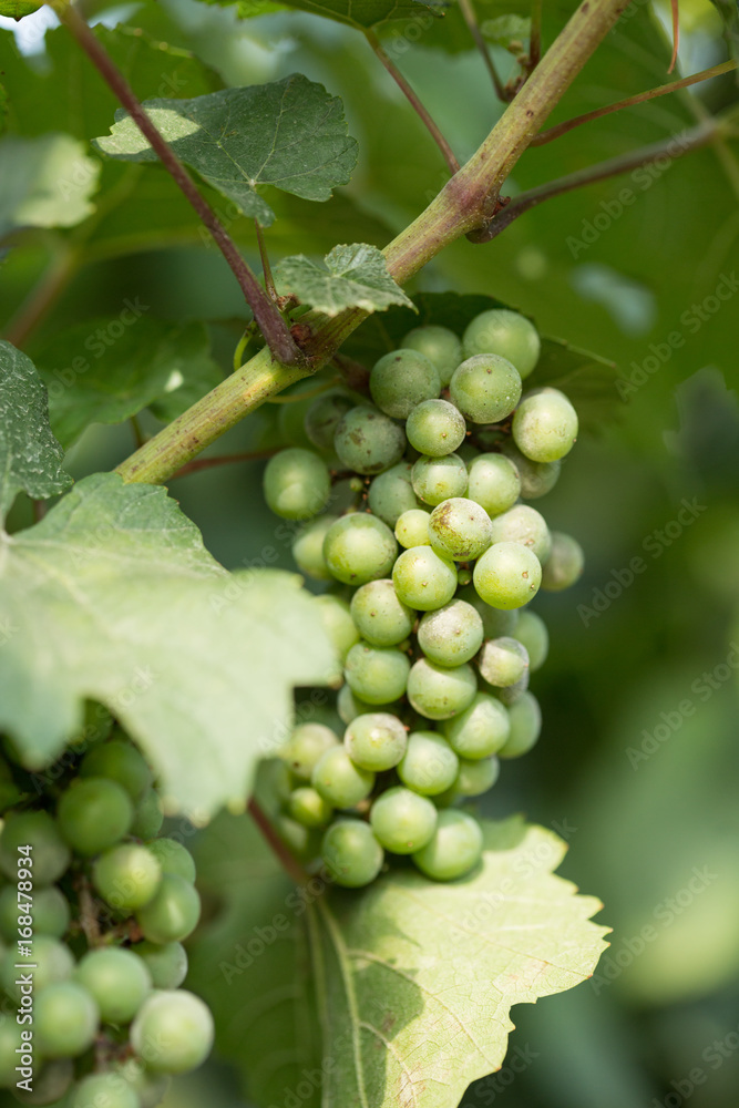 Large bunches of grapes ripen against the background of greenery Large bunches of grapes ripen against the background of greenery