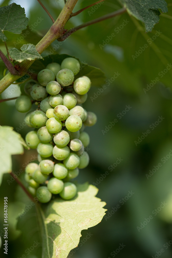 Large bunches of grapes ripen against the background of greenery