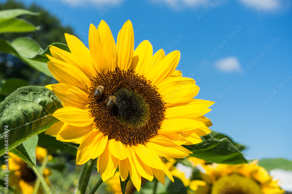 two bee sitting on sunflower with blue sky two bee sitting on sunflower with blue sky
