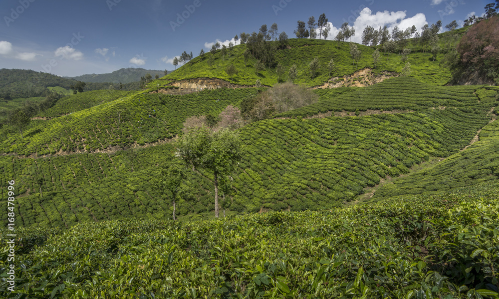 Tea gardens in Munnar, Kerala, India