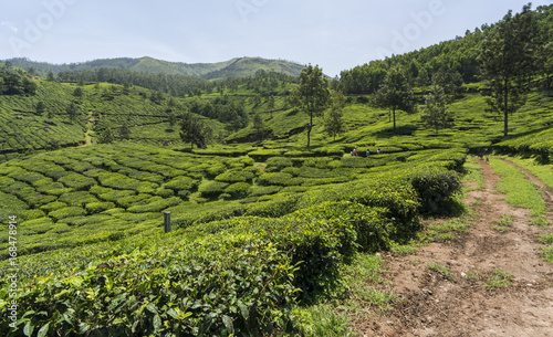 Tea gardens in Munnar  Kerala  India