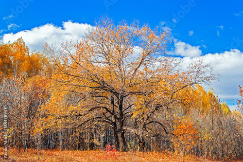oak in the autumn forest