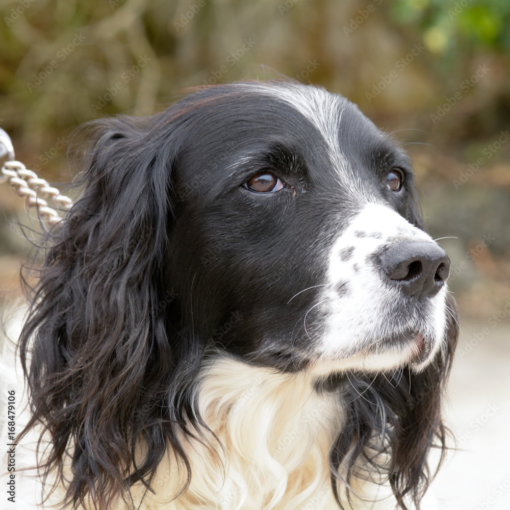 English springer spaniel dog portrait