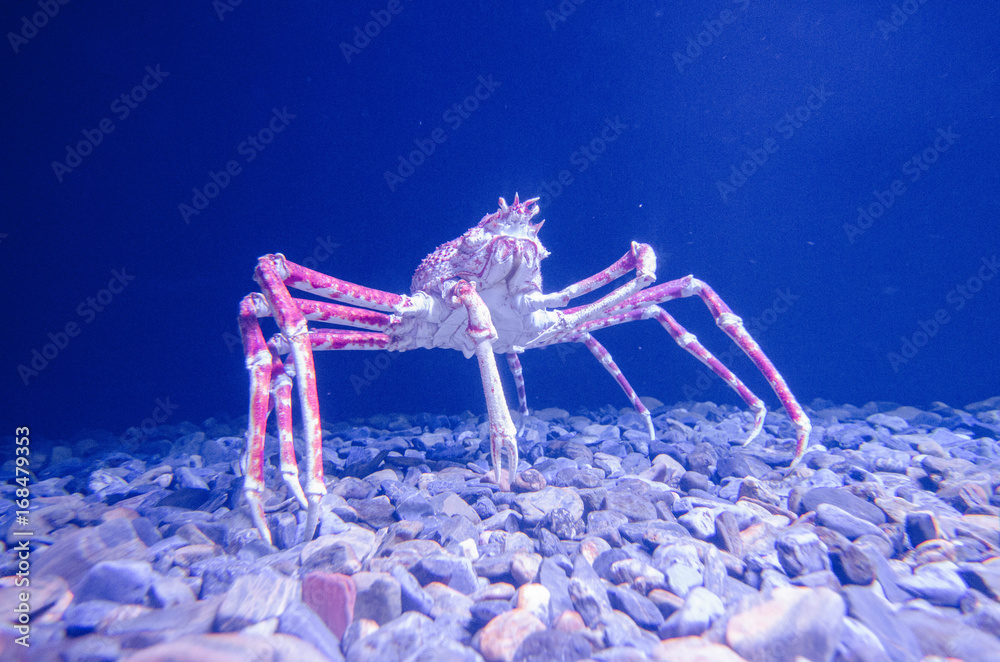Fototapeta premium araignée de mer