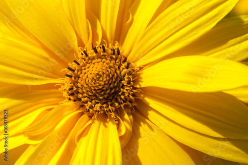 Closeup view of yellow flowers illuminated by the sunlight  background 