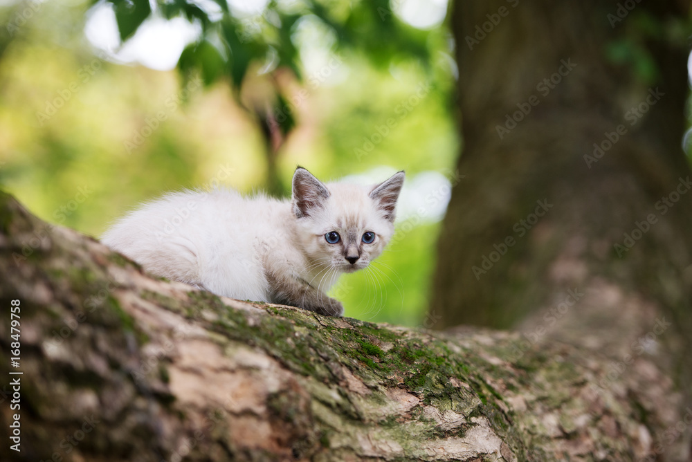 Naklejka premium adorable kitten posing on a tree