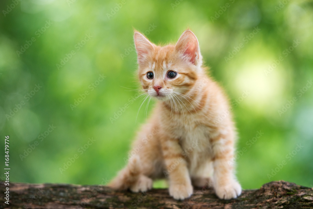 red kitten on a tree in summer