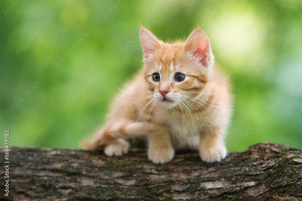 Fototapeta premium red kitten posing on a tree in summer