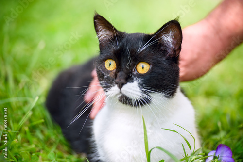 Master's hand stroking the cat in green grass