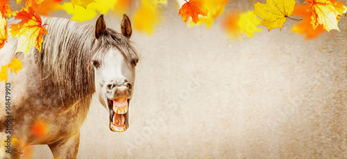 Fototapeta Naklejka Na Ścianę i Meble -  Autumn horse background with funny horse face with open mouthed and falling colorful  leaves, banner