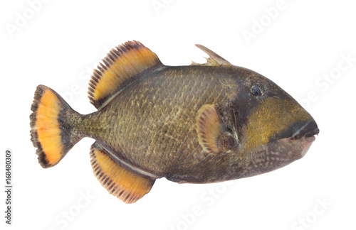 Titan triggerfish or giant triggerfish isolated on white background