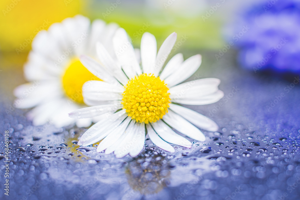 Fototapeta premium Daisy flowers reflection