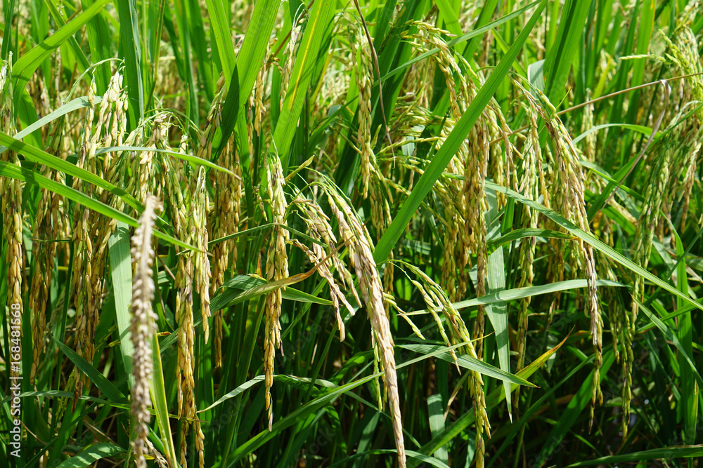 Rice field thailand ready to harvast Rice field thailand ready to harvast