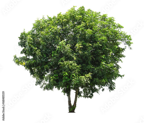 Wallpaper Mural Tree isolated on white background Torontodigital.ca