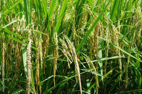 Rice field thailand ready to harvast