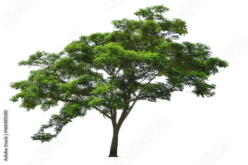 Wallpaper Mural Tree isolated on white background Torontodigital.ca