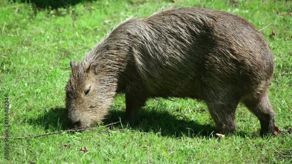 Capybara chews grass Capybara chews grass