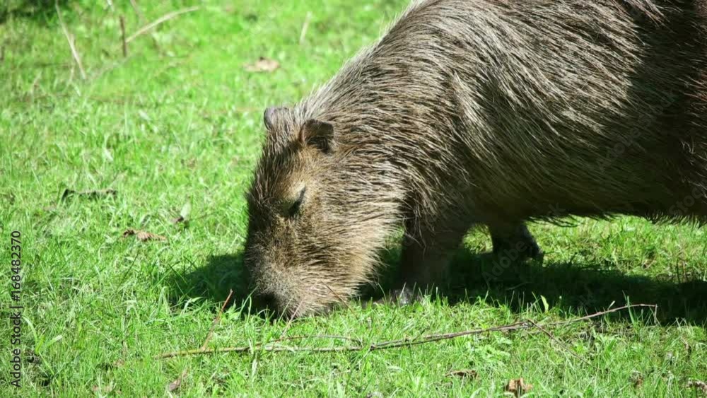 funny Capybara chews grass funny Capybara chews grass