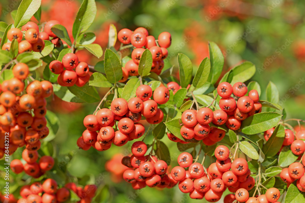 Feuerdorn, Pyracantha Feuerdorn, Pyracantha