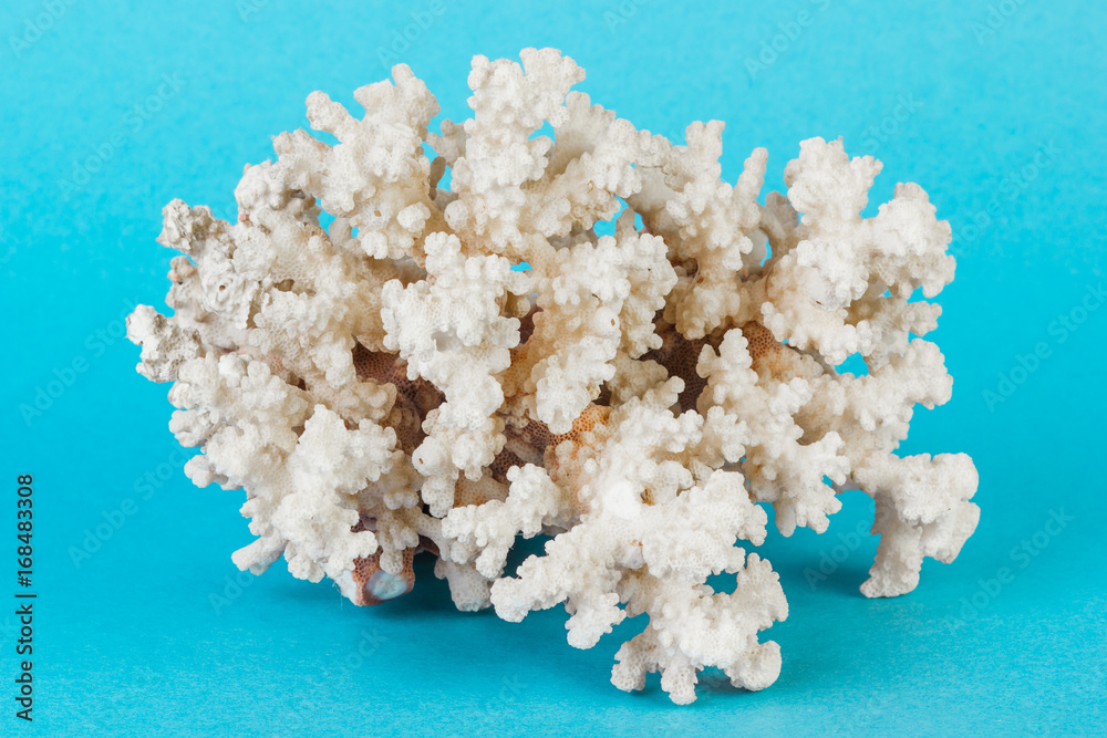 White coral on a blue background. White coral on a blue background.