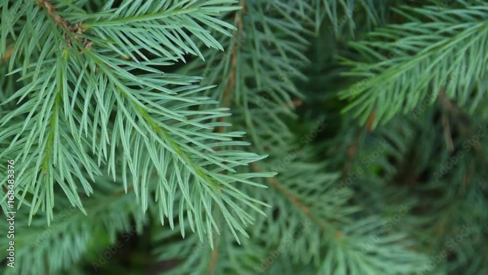 Young green fir tree branch moving in the light wind breeze. Closeup. Young green fir tree branch moving in the light wind breeze. Closeup.