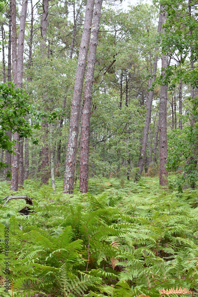 Fototapeta premium foret de pin et fougeres