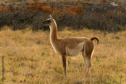 Portrait of a Guanaco in Torres del Paine National Park, Patagonia, Chile. Guanaco is a mammal of the genus Lam of the family of camelid. Is the ancestor of the domesticated llama. photo
