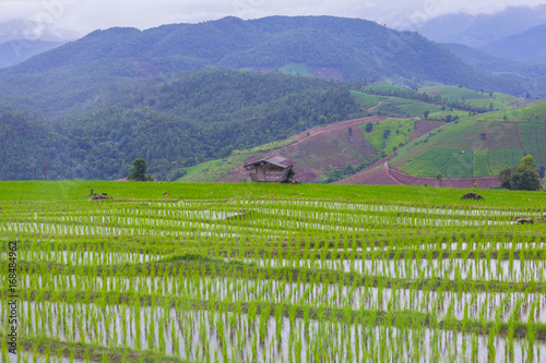 Pa Bong Piang Rice terrrace photo