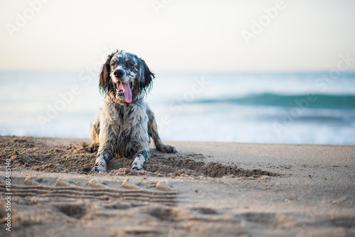 English Setter playing on the beach
